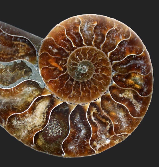 【アンモライト 輪切り 化石(A)】検：クレオニセラス断面海洋自然科学標本インテリアオブジェ古生代白亜紀