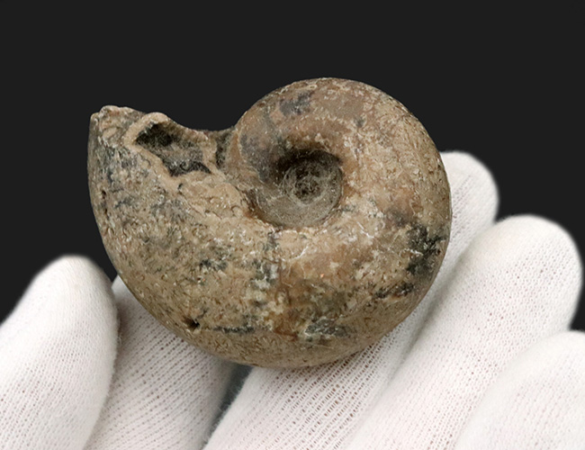 大きく膨らんだ開口部、北海道の白亜紀の地層より採集されたアンモナイト（Ammonite）