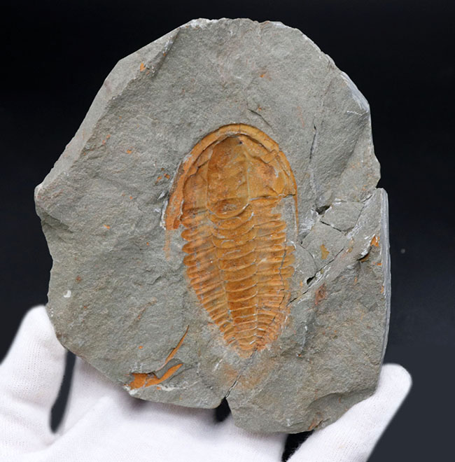 最終出品　オレネルス・ギルバーティ　ネガポジ揃う完全体　証明書付き　カンブリア紀三葉虫　化石　カリフォルニア州