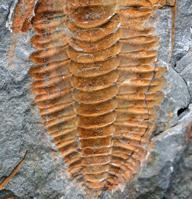 最終出品　オレネルス・ギルバーティ　ネガポジ揃う完全体　証明書付き　カンブリア紀三葉虫　化石　カリフォルニア州