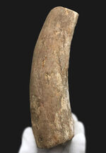 ベリーレア！２００７年のツーソンショーでお披露目されたオールドコレクション！絶滅古代カイギュウ、ステラーカイギュウ（Hydrodamalis gigas）の肋骨化石