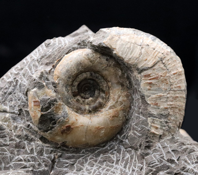 北海道 アンモナイトの化石 約1.77Kg 木坐付 約14×11.5×8.5㎝ 4億年前 