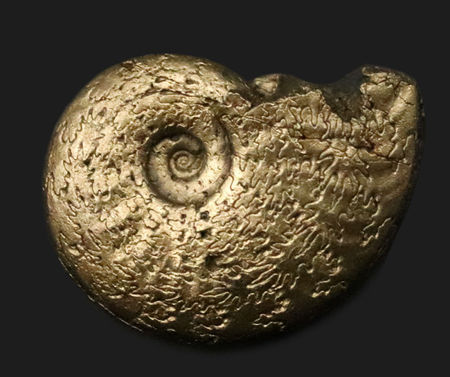 美麗品！明瞭な縫合線が美しい、フランス・アヴェイロン産の黄鉄鉱化アンモナイト（Ammonite）（その1）