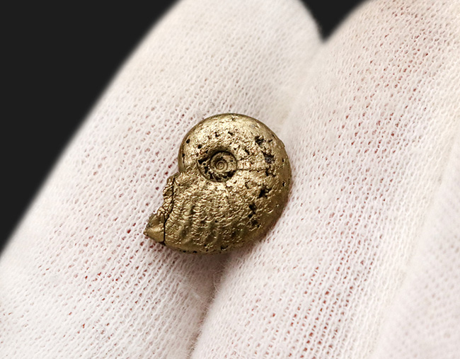 美麗品！明瞭な縫合線が美しい、フランス・アヴェイロン産の黄鉄鉱化アンモナイト（Ammonite）（その2）