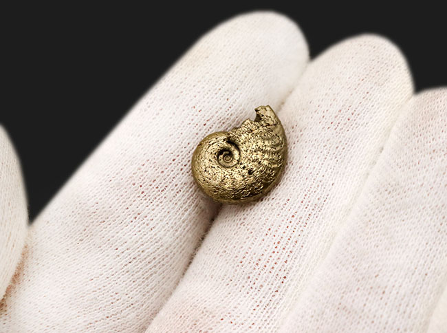 美麗品！明瞭な縫合線が美しい、フランス・アヴェイロン産の黄鉄鉱化アンモナイト（Ammonite）（その3）
