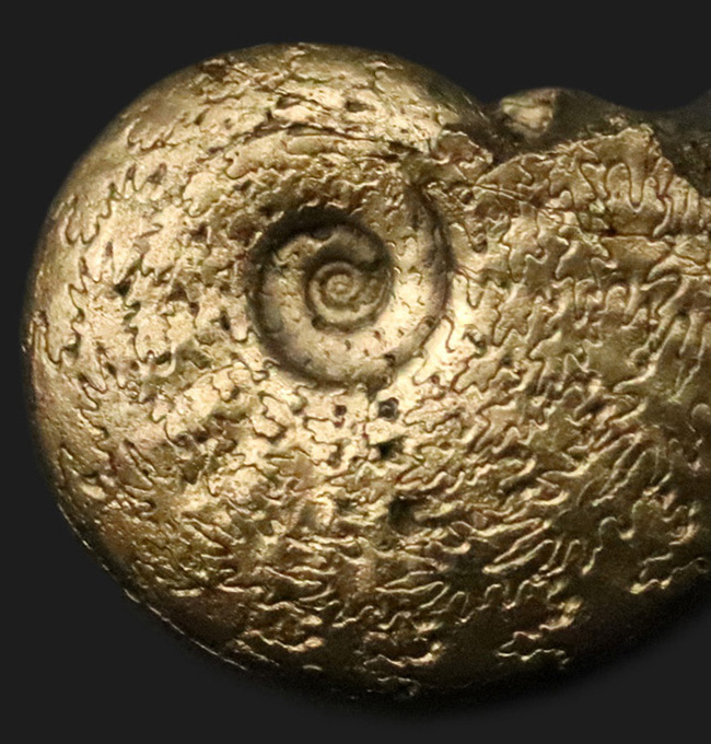 美麗品！明瞭な縫合線が美しい、フランス・アヴェイロン産の黄鉄鉱化アンモナイト（Ammonite）（その4）