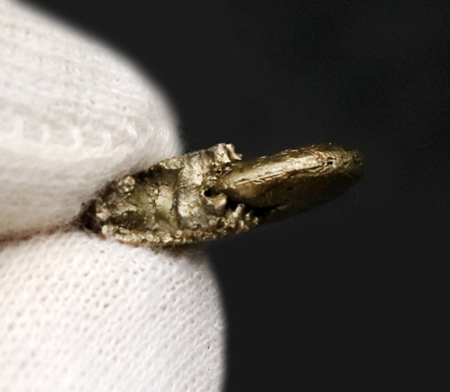 美麗品！明瞭な縫合線が美しい、フランス・アヴェイロン産の黄鉄鉱化アンモナイト（Ammonite）（その5）