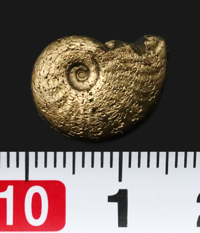 美麗品！明瞭な縫合線が美しい、フランス・アヴェイロン産の黄鉄鉱化アンモナイト（Ammonite）（その6）