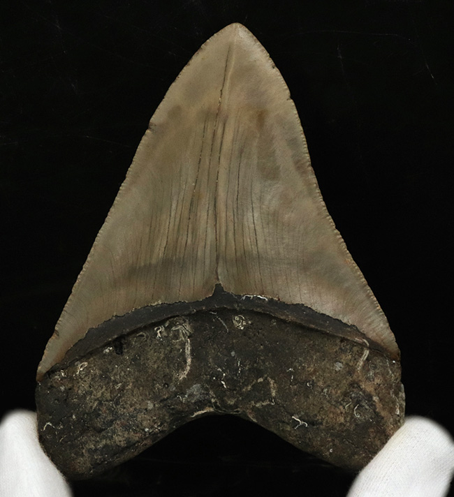 「オールナチュラル」を確認済みの、希少なメガロドン（Megalodon）の歯化石。エナメル質、セレーションが残存しており、良形で大きい！（その3）