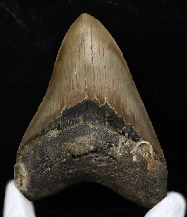 「オールナチュラル」を確認済みの、希少なメガロドン（Megalodon）の歯化石。エナメル質、セレーションが残存しており、良形で大きい！（その4）