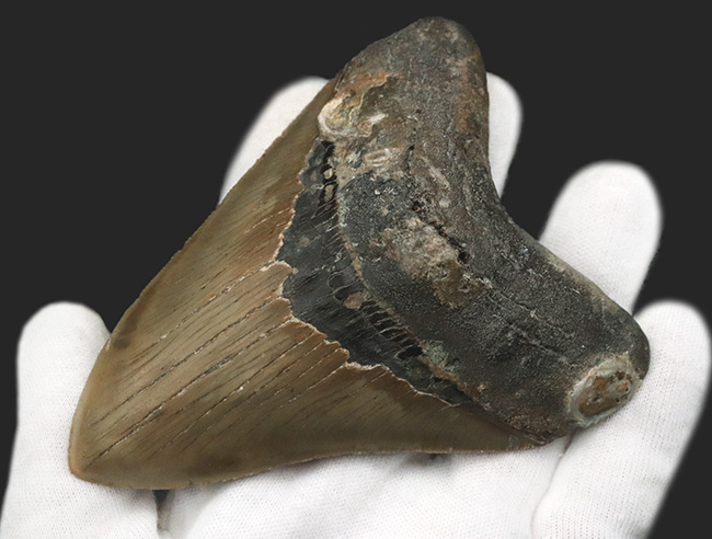 「オールナチュラル」を確認済みの、希少なメガロドン（Megalodon）の歯化石。エナメル質、セレーションが残存しており、良形で大きい！（その5）