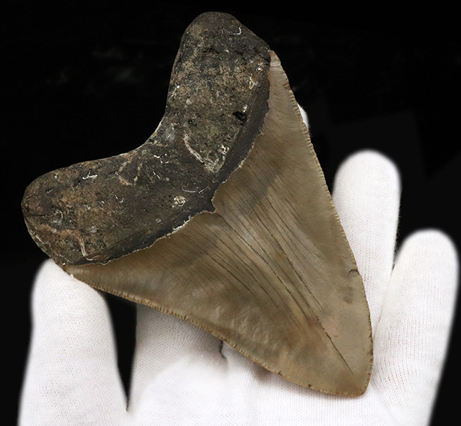 「オールナチュラル」を確認済みの、希少なメガロドン（Megalodon）の歯化石。エナメル質、セレーションが残存しており、良形で大きい！（その6）