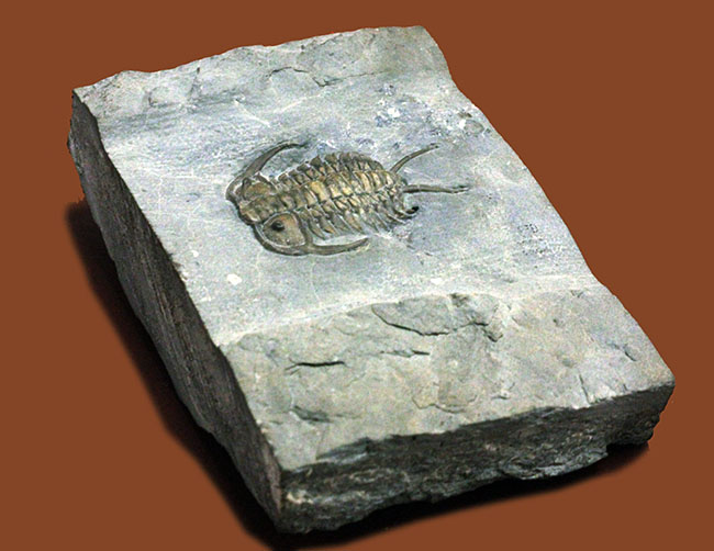 れんと化石三葉虫の化石 美麗 ガブリエルス カナダ産 本物保証 
