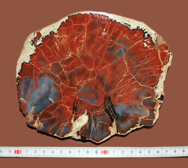 最も知られた珪化木の産地の一つ、米国アリゾナ産の高品位珪化木。レッド＆ブルー。 化石 販売