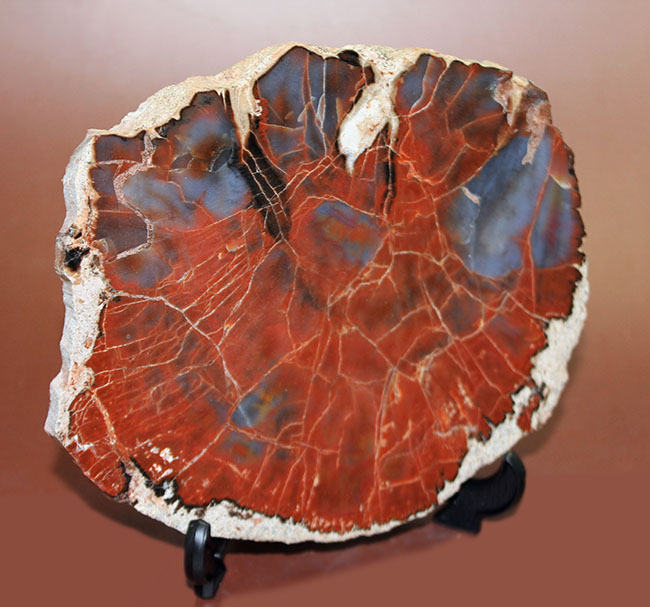 化石、皮付き＝希少、珪化木＝木石丸形＝メノーウ（右側＝抜け穴あり）北アメリカ、アリゾナ州 - 科学、自然