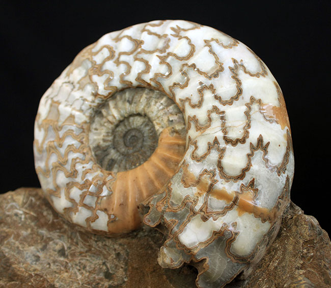 リーズナブルプライス！ドイツのジュラ紀の地層から採集された立派なアンモナイト（Ammonite）の化石。美しい縫合線にご注目ください！
