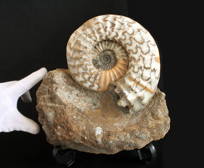 リーズナブルプライス！ドイツのジュラ紀の地層から採集された立派なアンモナイト（Ammonite）の化石。美しい縫合線にご注目ください！