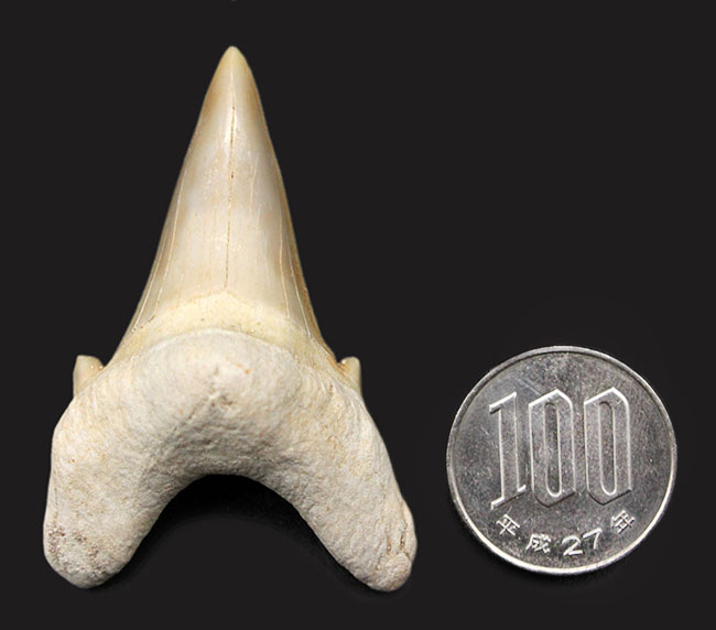 アメリカの古生代の軟骨魚類の歯オロダス/Orodus
