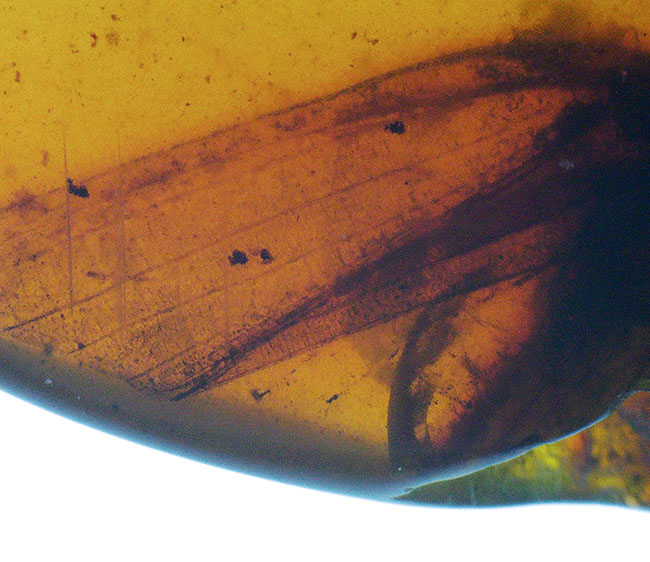 迫力あり！非常に大きな虫の羽が内包された、約1億年前の琥珀、バーマイト（Burmite）（その1）