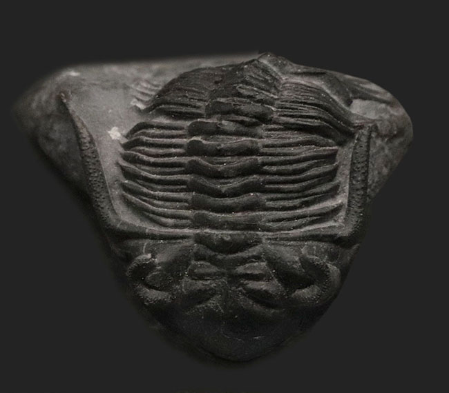 三葉虫の化石　カイセロプス(Kayserops )