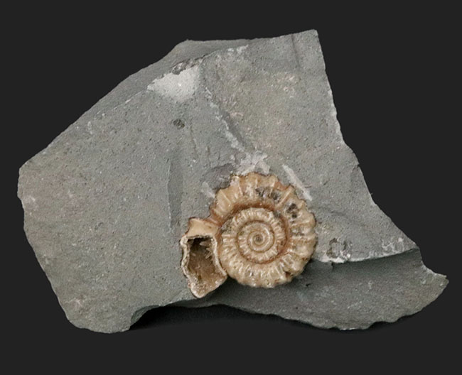 ジュラ紀の化石の名産地、イングランド・サマセット産のメノウ化したアンモナイト、プロミクロセラス（Promicroceras）の母岩付き化石