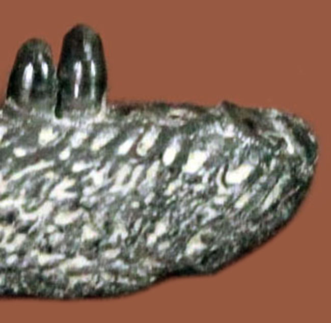 獣歯類(ゴルゴノプス亜目？)の足跡 爬虫類 化石 アメリカ ペルム紀