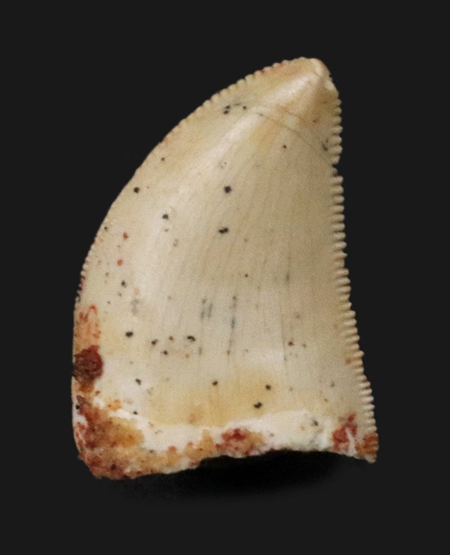 売上激安極上 ラプトル 化石 歯 恐竜 本物 モロッコ産 20.99mm fra1 コレクション