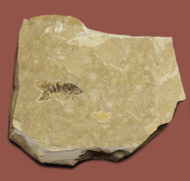 中国遼寧省産の昆虫化石。脚まで保存！