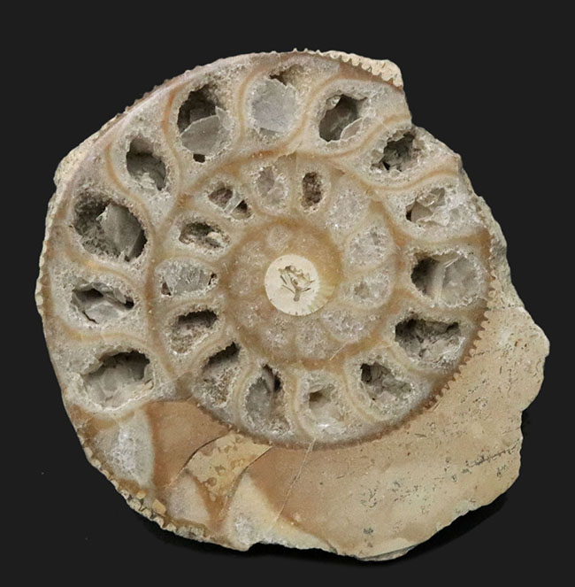 独特のクリーム色が美しい、イングランド・ヨークシャー産の（Ammonite）のカットアンモナイト標本