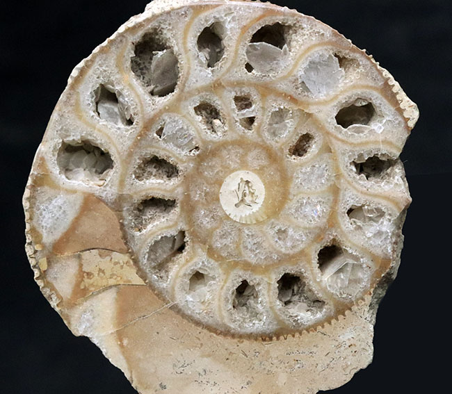 独特のクリーム色が美しい、イングランド・ヨークシャー産の（Ammonite）のカットアンモナイト標本