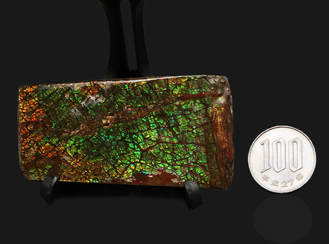 宝石アンモライト（Ammolite）、鮮やかなグリーン、ドラゴンスキン、大型標本と、三拍子揃ったコレクティブアイテム（その10）
