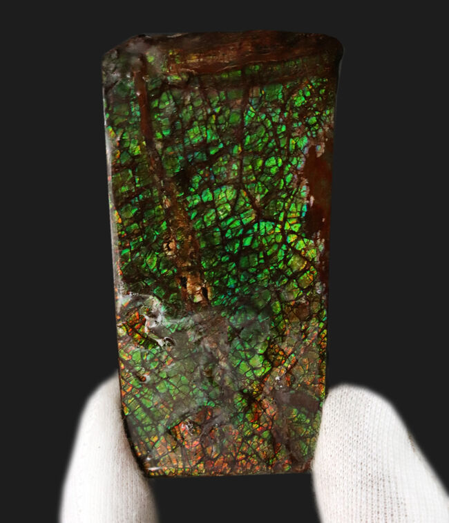 宝石アンモライト（Ammolite）、鮮やかなグリーン、ドラゴンスキン、大型標本と、三拍子揃ったコレクティブアイテム（その2）