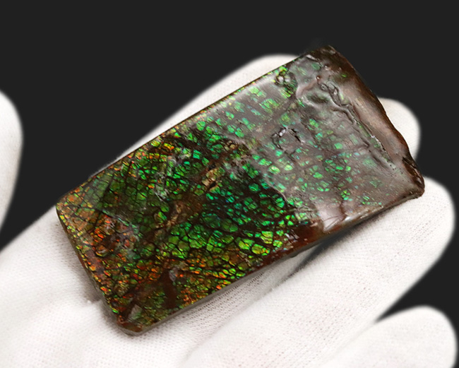 宝石アンモライト（Ammolite）、鮮やかなグリーン、ドラゴンスキン、大型標本と、三拍子揃ったコレクティブアイテム（その3）