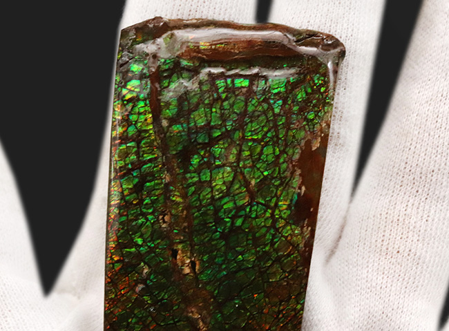 宝石アンモライト（Ammolite）、鮮やかなグリーン、ドラゴンスキン、大型標本と、三拍子揃ったコレクティブアイテム（その4）