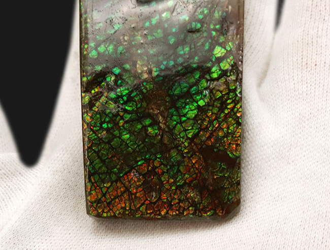 宝石アンモライト（Ammolite）、鮮やかなグリーン、ドラゴンスキン、大型標本と、三拍子揃ったコレクティブアイテム（その5）