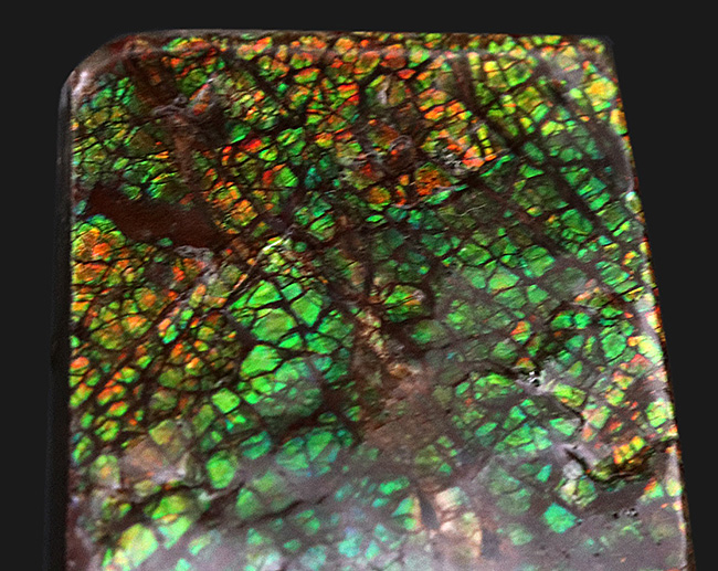 宝石アンモライト（Ammolite）、鮮やかなグリーン、ドラゴンスキン、大型標本と、三拍子揃ったコレクティブアイテム（その6）