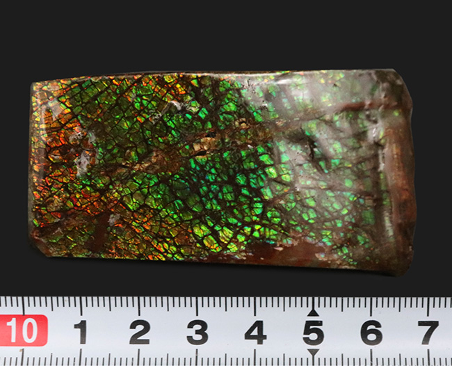 宝石アンモライト（Ammolite）、鮮やかなグリーン、ドラゴンスキン、大型標本と、三拍子揃ったコレクティブアイテム（その9）