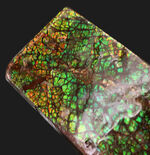 宝石アンモライト（Ammolite）、鮮やかなグリーン、ドラゴンスキン、大型標本と、三拍子揃ったコレクティブアイテム
