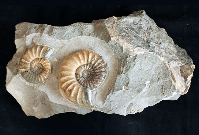 ジュラ紀　アンモナイト化石　群生標本　ドイツ産見応えのあるクラスター標本