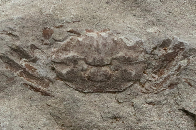 全形が精細に保存された国産の川カニの化石（その1）