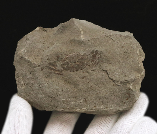 全形が精細に保存された国産の川カニの化石（その2）