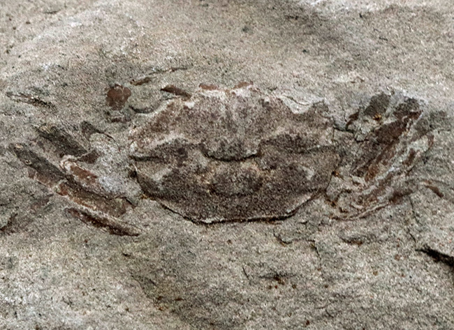 全形が精細に保存された国産の川カニの化石（その3）