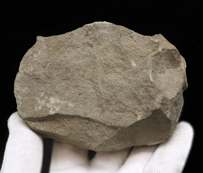 全形が精細に保存された国産の川カニの化石（その4）