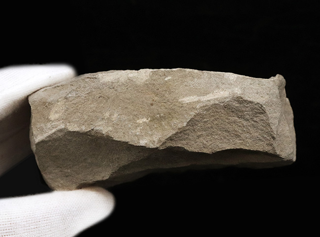 全形が精細に保存された国産の川カニの化石（その5）