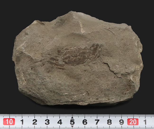 全形が精細に保存された国産の川カニの化石（その6）