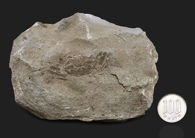 全形が精細に保存された国産の川カニの化石（その7）