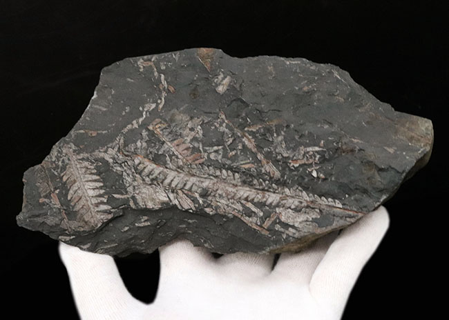 シダの化石 アメリカ産 - 置物