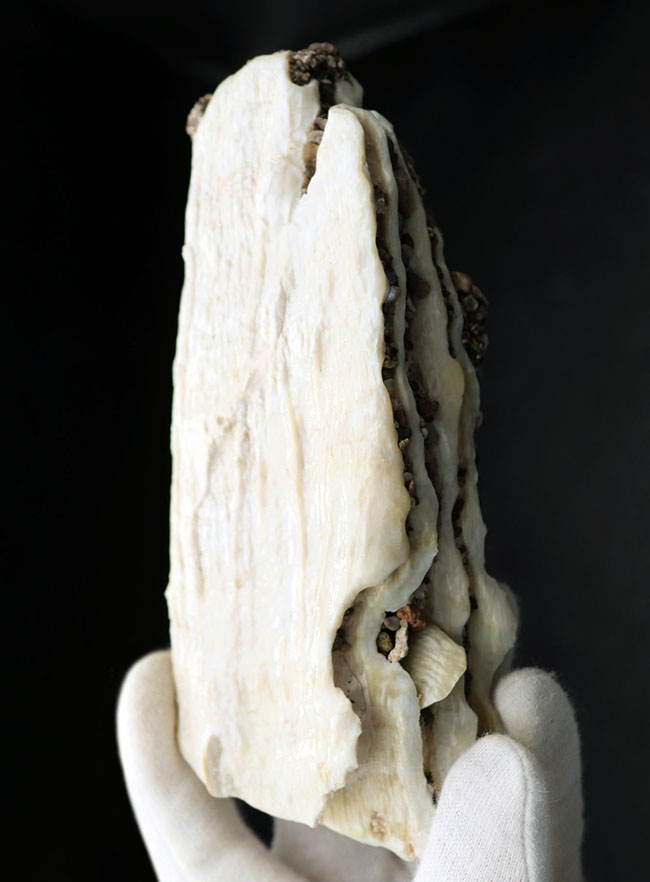 貴重なオールドコレクション！非常に珍しいメキシコ産のコロンビアマンモスの状態の良い臼歯の化石（その1）