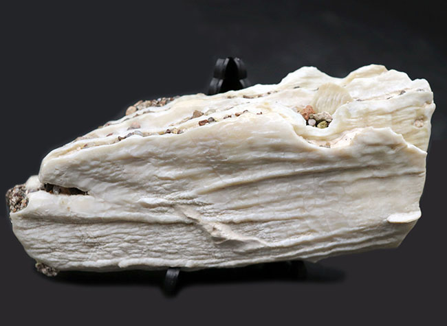 貴重なオールドコレクション！非常に珍しいメキシコ産のコロンビアマンモスの状態の良い臼歯の化石（その2）