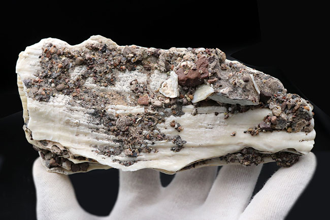 貴重なオールドコレクション！非常に珍しいメキシコ産のコロンビアマンモスの状態の良い臼歯の化石（その4）